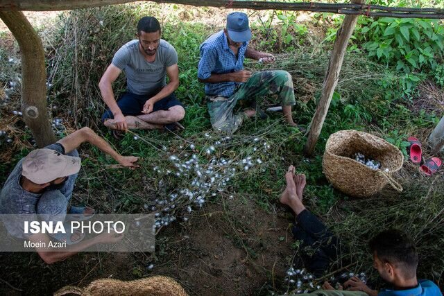 نوغانداری؛ صنعتی ۲۰۰۰ ساله در ایران چشم‌انتظار دستان احیاگر