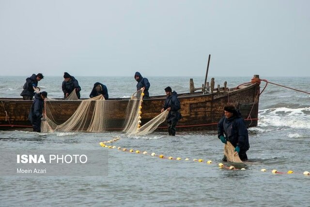 صید ۲۲۵ تنی ماهیان استخوانی در گیلان