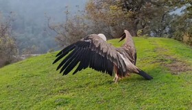 پرواز دوباره کرکس مصدوم بر فراز ارتفاعات گردنه حیران آستارا+ ویدئو