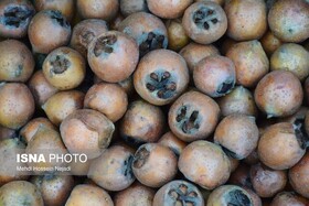 پیش بینی برداشت ۴۳۵۰ تنی ازگیل در گیلان