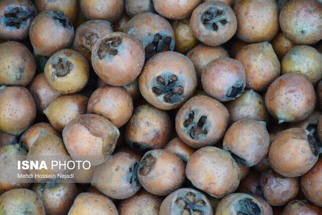 پیش بینی برداشت ۴۳۵۰ تنی ازگیل در گیلان