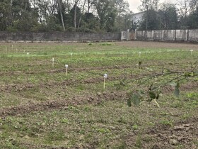 اجرای رویداد ترویجی کشت پاییزه در اراضی کشاورزی آستانه اشرفیه