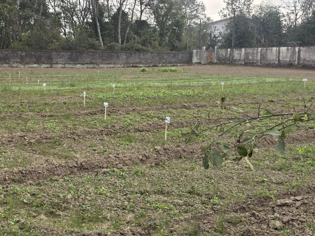 اجرای رویداد ترویجی کشت پاییزه در اراضی کشاورزی آستانه اشرفیه