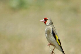 بازداشت متخلفان زنده‌گیری سهره طلایی در زیستگاه‌های تالش