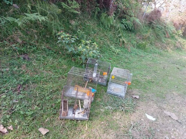 بازداشت متخلفان زندهگیری سهره طلایی در زیستگاههای تالش