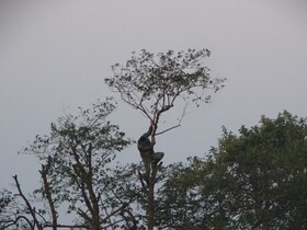 جمع آوری تله‌های میلیاردی شکار پرندگان در پارک ملی بوجاق