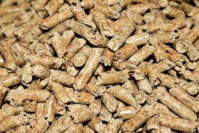 کاهش وابستگی صنعت طیور به پروتئین وارداتی سویا با پودر حشرات