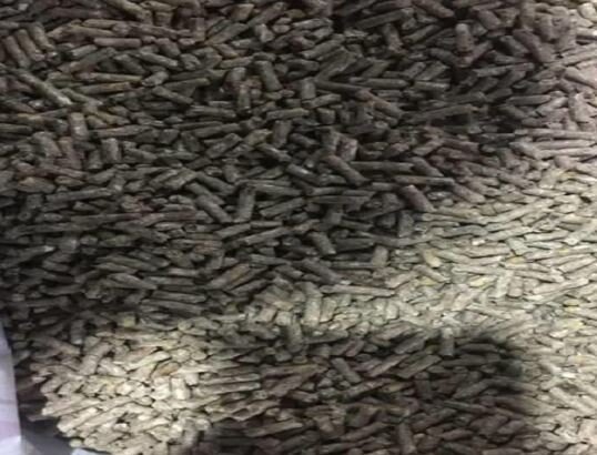 کاهش وابستگی صنعت طیور به پروتئین وارداتی سویا با پودر حشرات