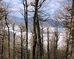 بازداشت قاچاقچی حرفه‌ای قطع درختان در لیسار/ اهمیت حفاظت از هیرکانی