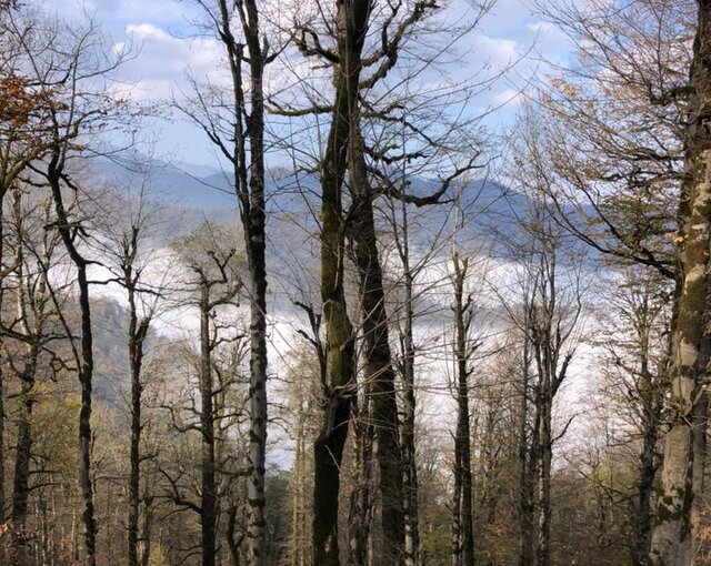 بازداشت قاچاقچی حرفه‌ای قطع درختان در لیسار/ اهمیت حفاظت از هیرکانی