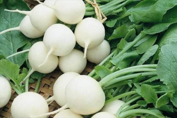 آغاز برداشت ترب سفید از اراضی کشاورزی تالش