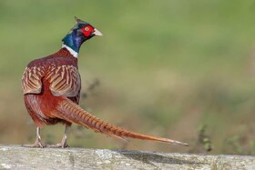 انجام سرشماری پاییزه قرقاول خزری در زیستگاه‌های صومعه‌سرا