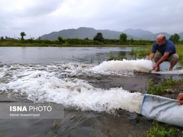مدیرکل شیلات استان: نیمی از آببندان گیلان قابلیت آبزیپروری دارد
