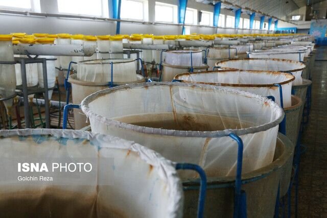 مدیرکل شیلات استان: نیمی از آببندان گیلان قابلیت آبزیپروری دارد