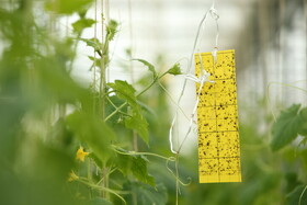 اجرای مانور قرنطینه گیاهی در گیلان با محوریت حفاظت از جنگل های هیرکانی