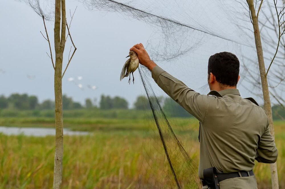 کشف و جمع‌آوری دام‌های هوایی در تالاب امیرکلایه