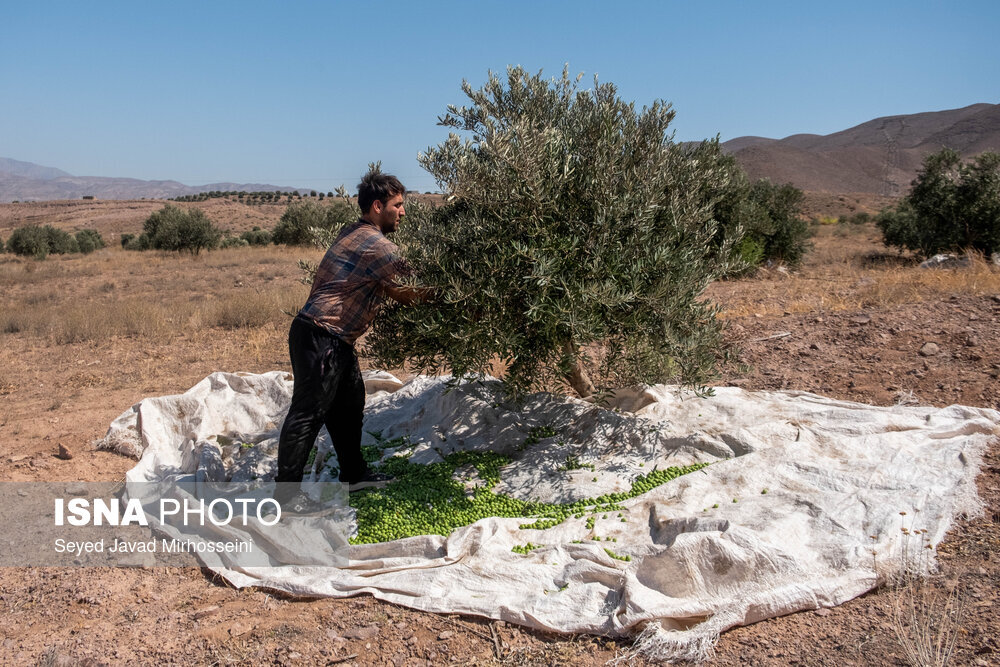 زیتون کاران رودبار عضو تعاونی باغداران زیتون شوند/ پیشبینی برداشت ۱۸ هزار تنی زیتون کاران رودبار عضو تعاونی باغداران زیتون شوند/ پیشبینی برداشت ۱۸ هزار تنی