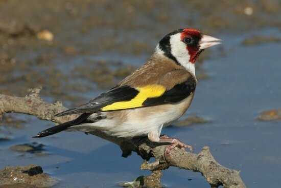 آزادسازی ۵۰ قطعه سهره طلایی شکار شده در زیستگاه‌های آستارا