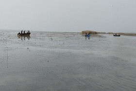 جمع‌آوری نهال‌های صنوبر خودرو در تالاب انزلی