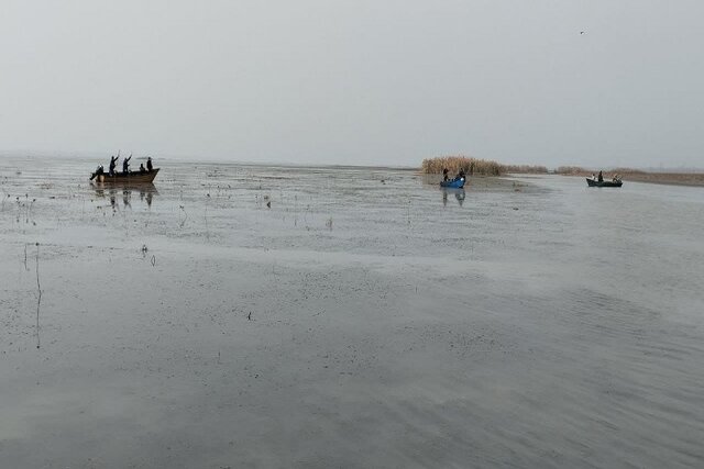 جمع‌آوری نهال‌های صنوبر خودرو در تالاب انزلی