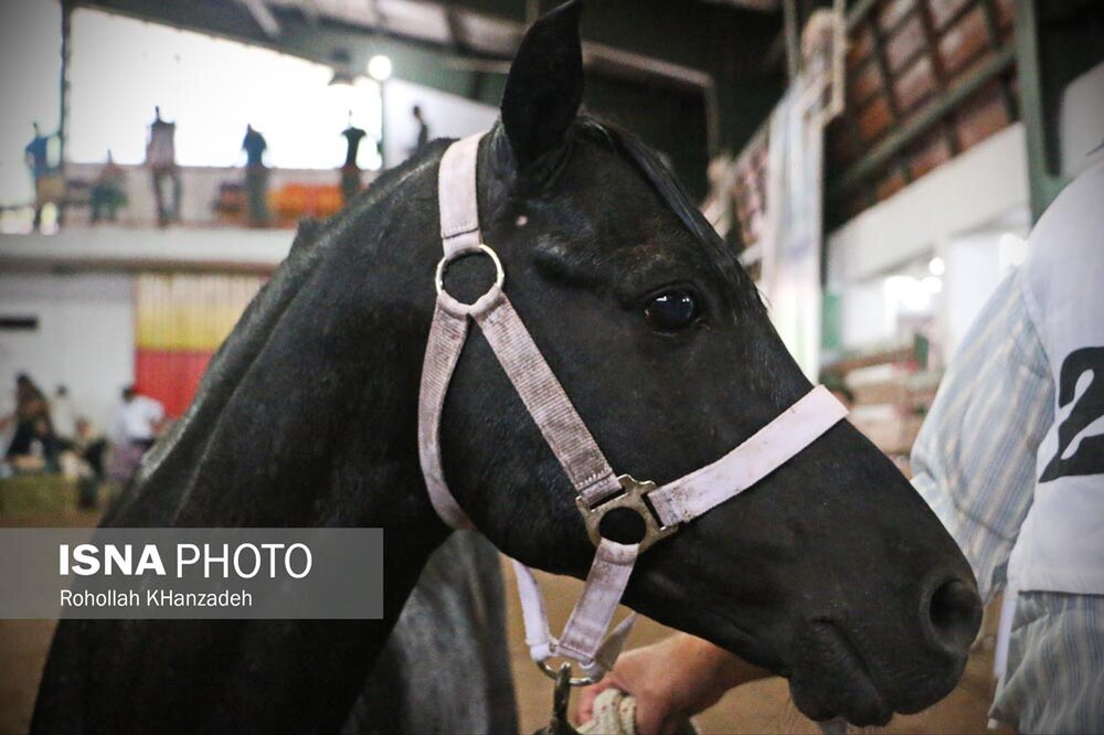 جشنواره ملی زیبایی اسب کاسپین در گیلان برگزار می شود