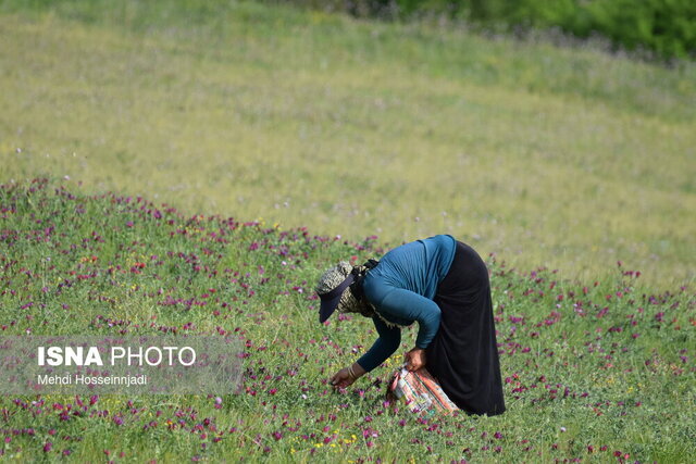 دوبرابر شدن سطح زیر کشت گیاهان دارویی در گیلان / گونه هایی سازگار با کم آبی دوبرابر شدن سطح زیر کشت گیاهان دارویی در گیلان / گونه هایی سازگار با کم آبی