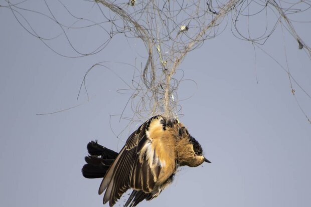 ممنوعیت هرگونه شکار پرندگان وحشی در زیستگاه‌های گیلان