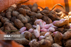 فرماندار: جای مرکز تحقیقات بادام زمینی در آستانه اشرفیه خالی است
