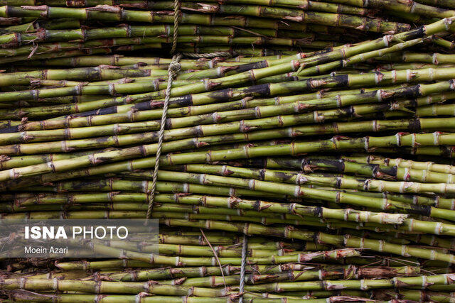 جشنواره استانی نیشکر در صومعه‌سرا برگزار می‌شود