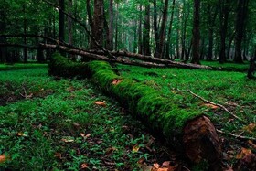 استقرار ۳ دستگاه دوربین دیدبلند در جنگل های گیلان