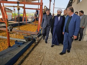 فرماندار رودسر: کنسانتره پرتقال ارزآوری دارد