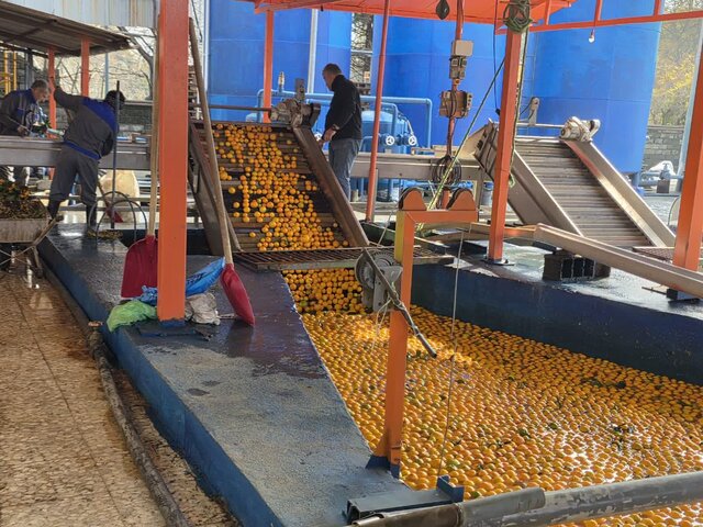 فرماندار: شاهد ارزآوری کنسانتره پرتقال رودسر هستیم