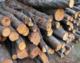 کشف ۲۰ تن چوب جنگلی قاچاق در شهرستان آستارا