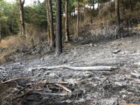 مهار آتش‌سوزی جنگل‌های کاج حاشیه منطقه حفاظت شده لیسار