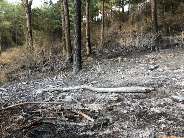 مهار آتش‌سوزی جنگل‌های کاج حاشیه منطقه حفاظت شده لیسار