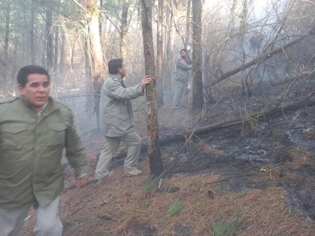 مهار آتشسوزی جنگلهای کاج حاشیه منطقه حفاظت شده لیسار