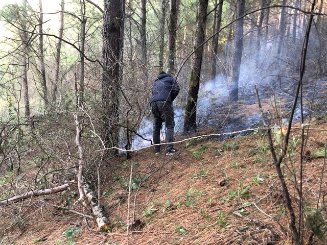 مهار آتش‌سوزی جنگل‌های کاج حاشیه منطقه حفاظت شده لیسار