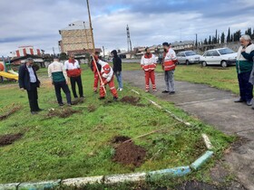 ۴۰ اصله نهال گونه‌های بومی هیرکانی در بندرانزلی غرس شد
