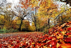 باد گرم هوای گیلان را «نارنجی» کرد