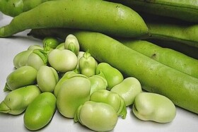 کشت ۴۰۰۰ هکتاری باقلای سبز در مزارع گیلان