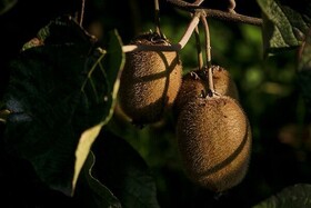 لزوم مبارزه با آفت سپردار کیوی/ تولید سالانه ۵۰ هزار اصله نهال سالم