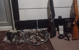 کشف ۲۷ قطعه توکا و گنجشک شکار شده در ماسال