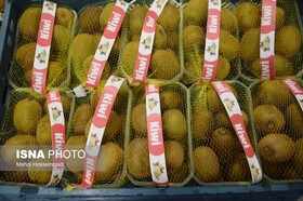 صدور بالغ بر ۵۵۰۰ فقره شناسنامه برای محصولات زراعی و باغی گیلان