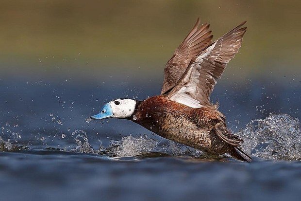 آغاز سرشماری پرندگان مهاجر آبزی با کمک پهپاد و هوش مصنوعی در گیلان