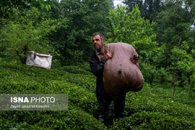 رئیس سازمان چای: ۹۷ درصد مطالبات چایکاران پرداخت شد