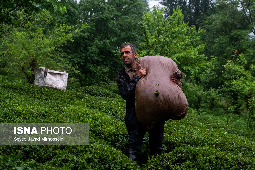 رئیس سازمان چای: ۹۷ درصد مطالبات چایکاران پرداخت شد