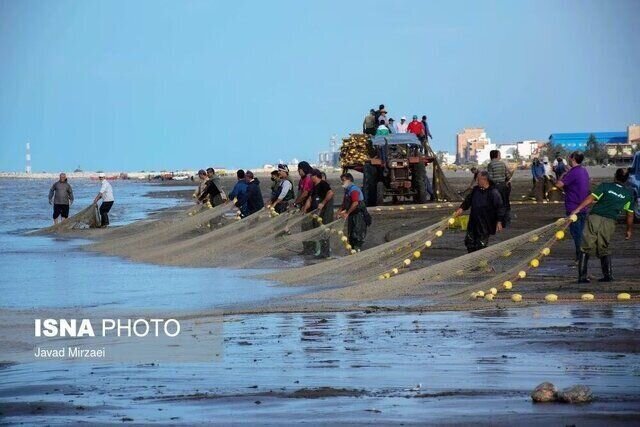 صید ۷۱۰ تن انواع ماهیان تجاری و استخوانی خزر در گیلان