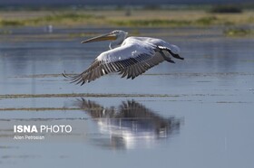 رهاسازی پلیکان خاکستری در پناهگاه حیات‌وحش سلکه