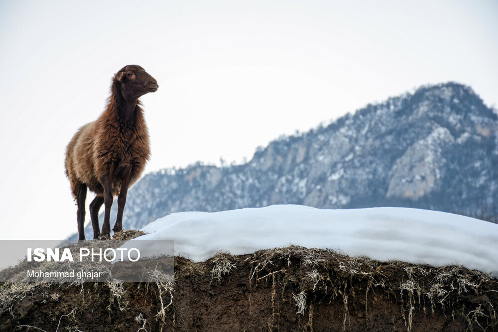 پایداری هوای گیلان طی ۷۲ ساعت آینده پایداری هوای گیلان طی ۷۲ ساعت آینده