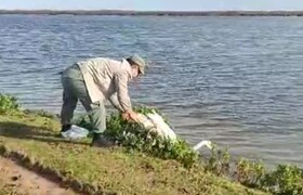 نجات قوی گرفتار از تله صیادان در تالاب بین‌المللی بوجاق + ویدئو